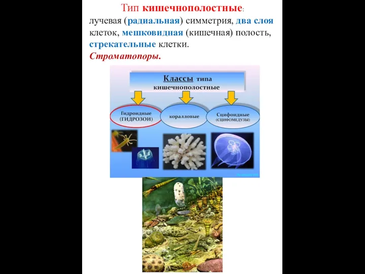 Тип кишечнополостные: лучевая (радиальная) симметрия, два слоя клеток, мешковидная (кишечная) полость, стрекательные клетки. Строматопоры.