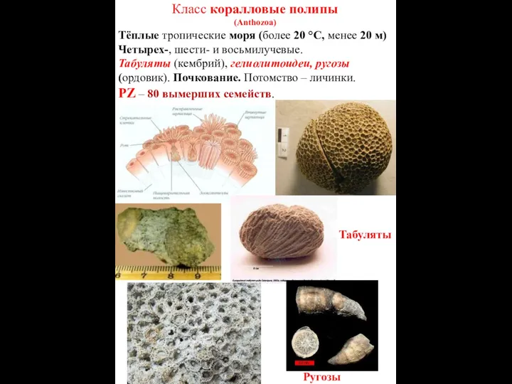 Табуляты Ругозы Класс коралловые полипы (Anthozoa) Тёплые тропические моря (более