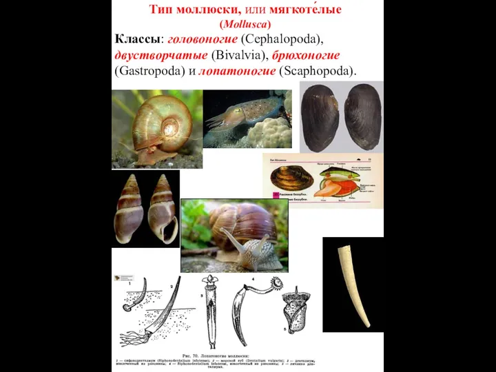 Тип моллюски, или мягкоте́лые (Mollusca) Классы: головоногие (Cephalopoda), двустворчатые (Bivalvia), брюхоногие (Gastropoda) и лопатоногие (Scaphopoda).