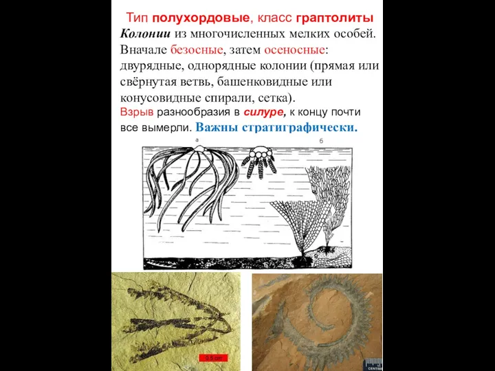 Тип полухордовые, класс граптолиты Колонии из многочисленных мелких особей. Вначале