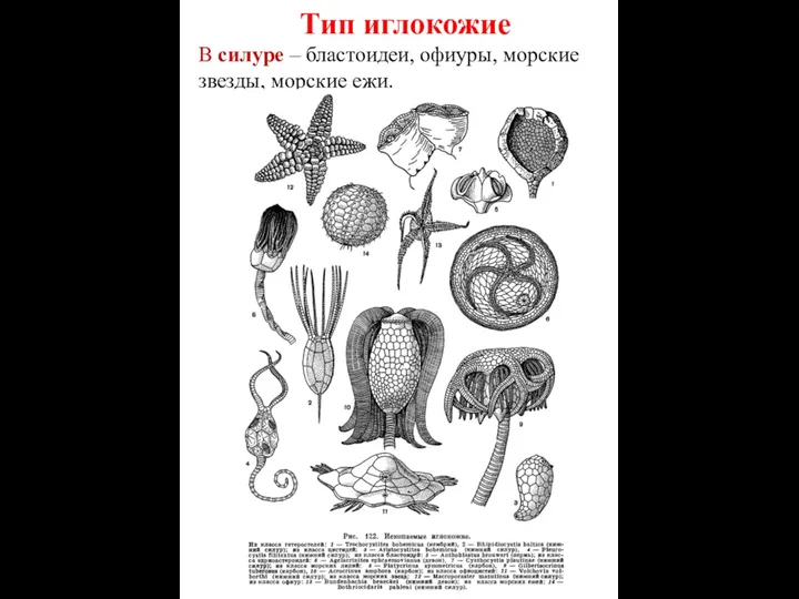 Тип иглокожие В силуре – бластоидеи, офиуры, морские звезды, морские ежи.