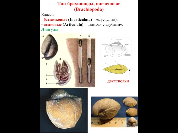 Тип брахиоподы, плеченогие (Brachiopoda) Классы: - беззамковые (Inarticulata) – «мускулы»),