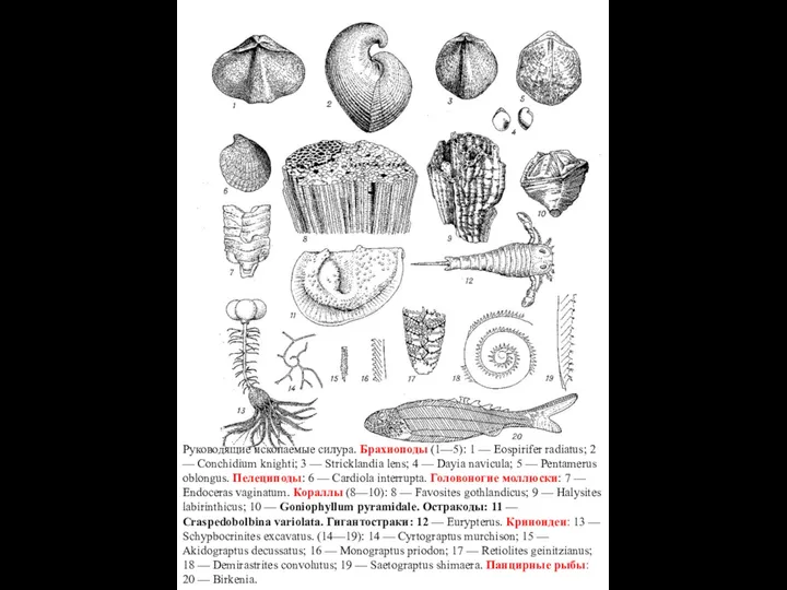 Руководящие ископаемые силура. Брахиоподы (1—5): 1 — Eospirifer radiatus; 2