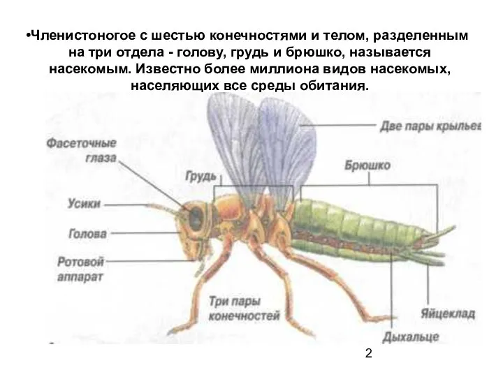 Членистоногое с шестью конечностями и телом, разделенным на три отдела