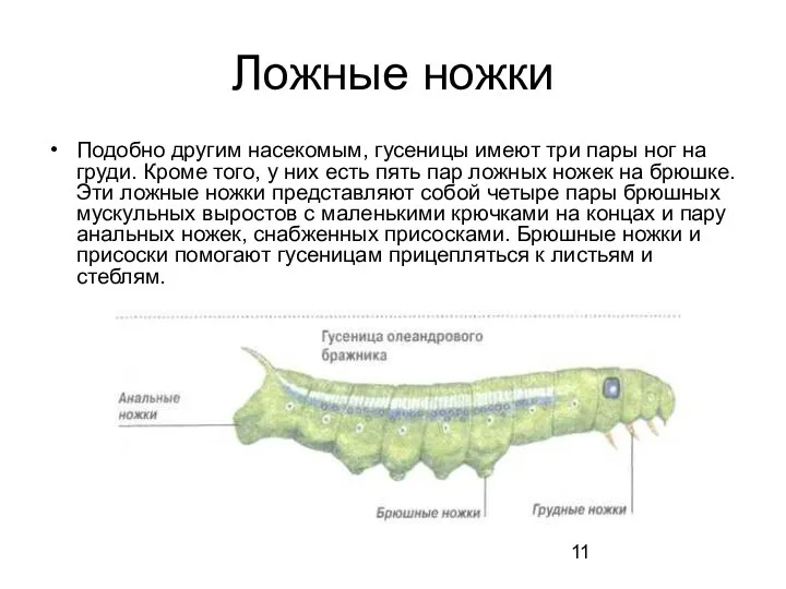 Ложные ножки Подобно другим насекомым, гусеницы имеют три пары ног