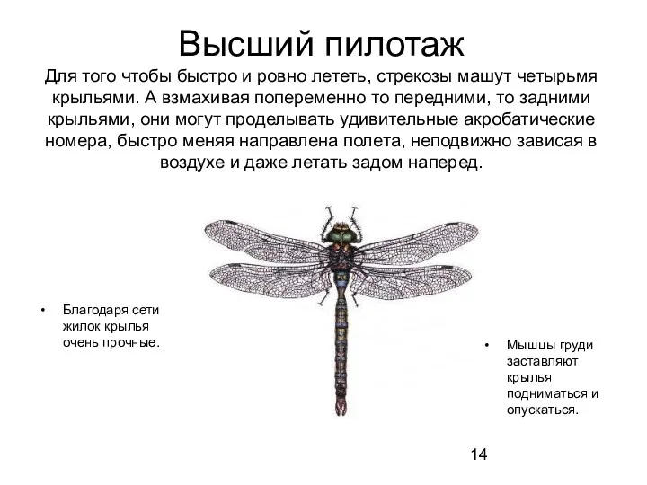 Высший пилотаж Для того чтобы быстро и ровно лететь, стрекозы