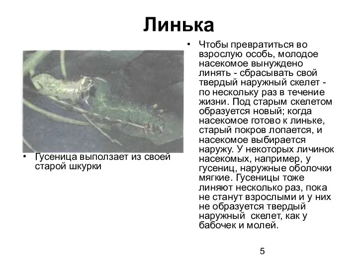 Линька Гусеница выползает из своей старой шкурки Чтобы превратиться во