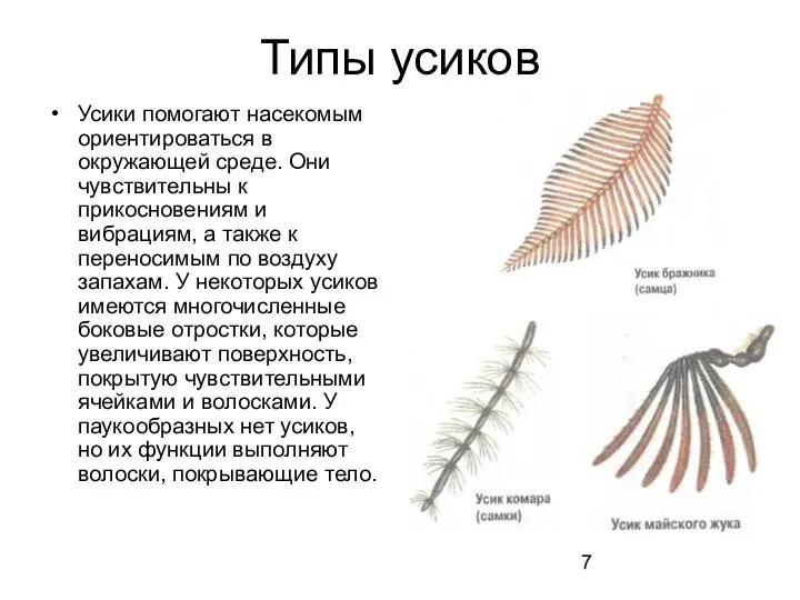 Типы усиков Усики помогают насекомым ориентироваться в окружающей среде. Они