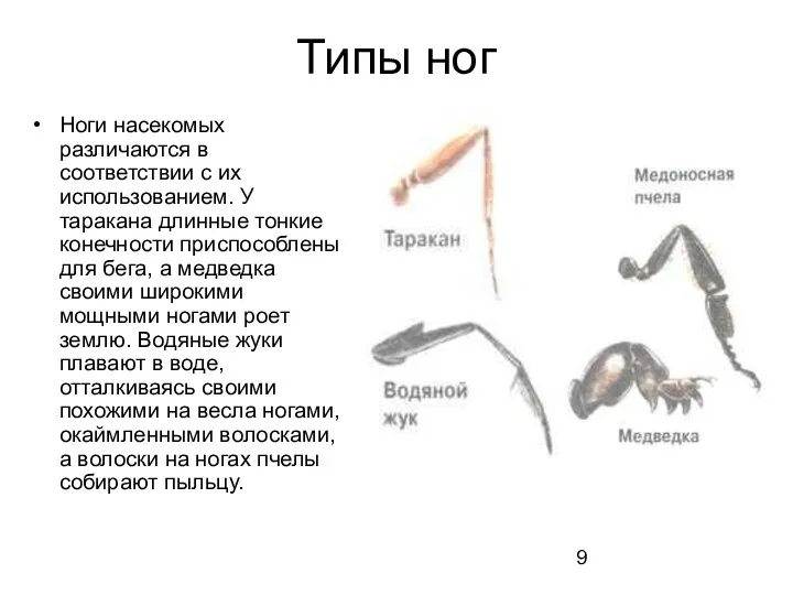 Типы ног Ноги насекомых различаются в соответствии с их использованием.