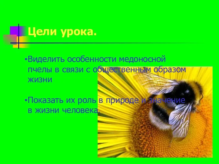 Цели урока. Виделить особенности медоносной пчелы в связи с общественным