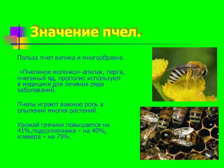 Значение пчел. Польза пчел велика и многообразна. «Пчелиное молочко»-апилак, перга,