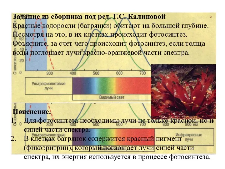 Задание из сборника под ред. Г.С. Калиновой Красные водоросли (багрянки)