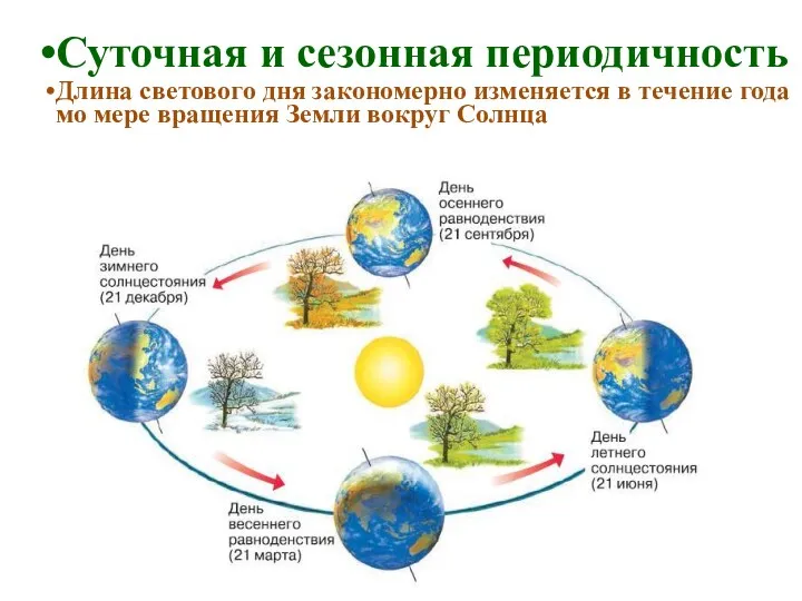 Суточная и сезонная периодичность Длина светового дня закономерно изменяется в