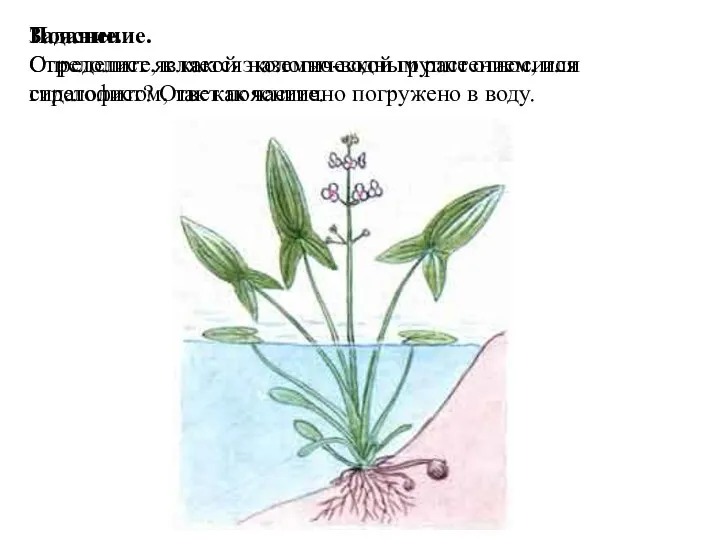 Задание. Определите, к какой экологической группе относится стрелолист? Ответ поясните.