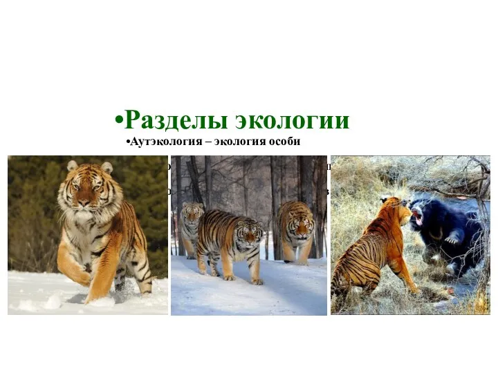 Разделы экологии Аутэкология – экология особи Демэкология – экология популяции или вида Синэкология – экология сообществ