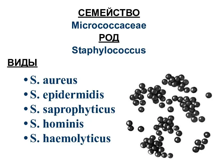 СЕМЕЙСТВО Micrococcaceae РОД Staphylococcus ВИДЫ S. aureus S. epidermidis S. saprophyticus S. hominis S. haemolyticus