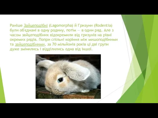 Раніше Зайцеподібні (Lagomorpha) й Гризуни (Rodentia) були об'єднані в одну