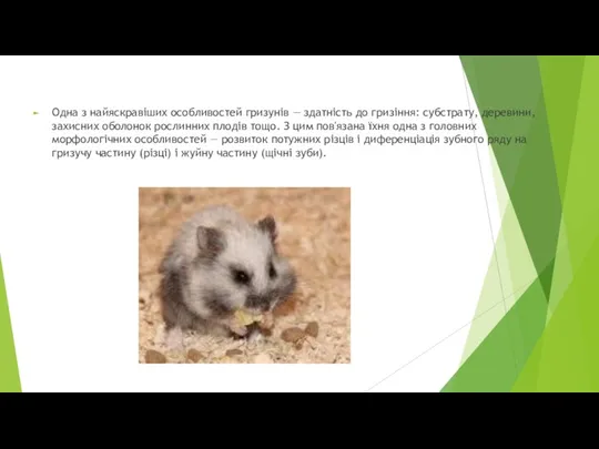 Одна з найяскравіших особливостей гризунів — здатність до гризіння: субстрату,