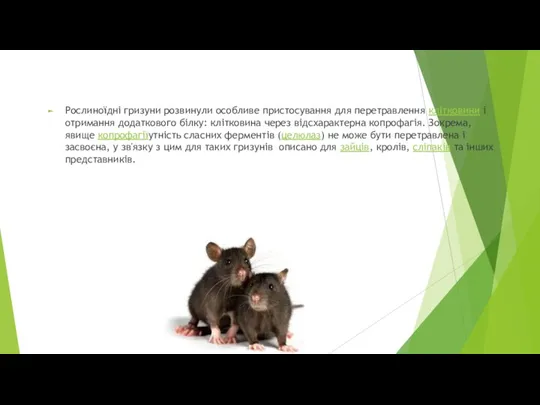 Рослиноїдні гризуни розвинули особливе пристосування для перетравлення клітковини і отримання