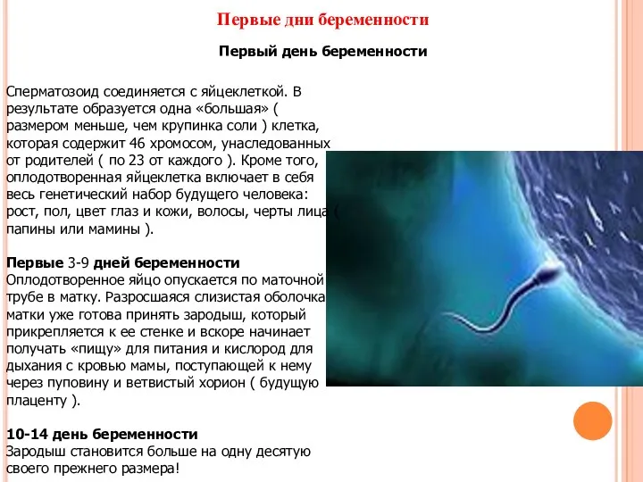Первые дни беременности Первый день беременности Сперматозоид соединяется с яйцеклеткой.