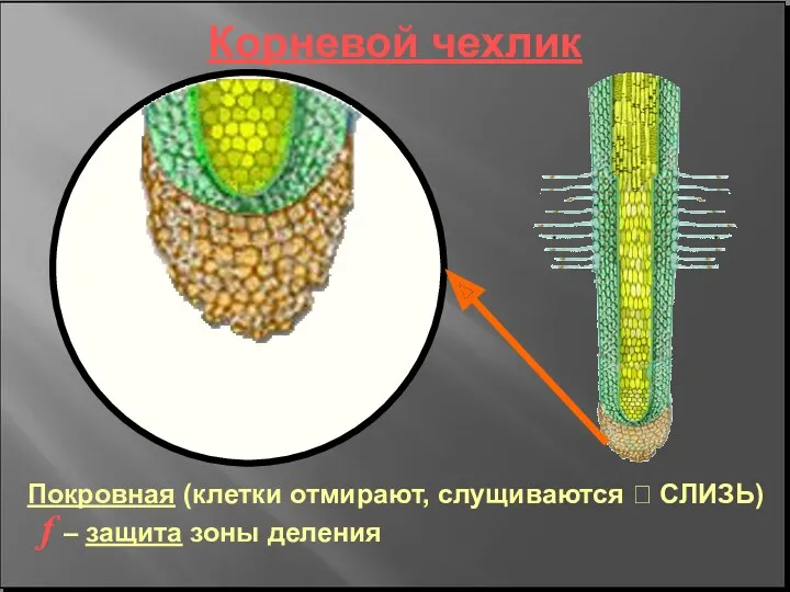 Корневой чехлик Покровная (клетки отмирают, слущиваются ? СЛИЗЬ) f – защита зоны деления