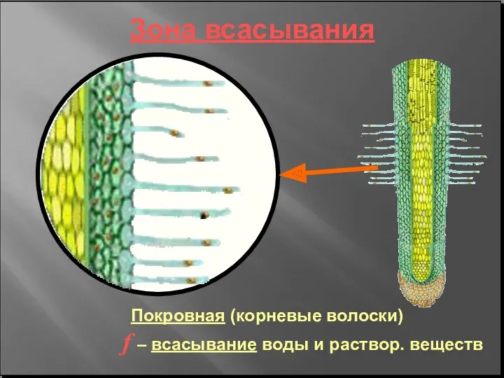 Зона всасывания Покровная (корневые волоски) f – всасывание воды и раствор. веществ