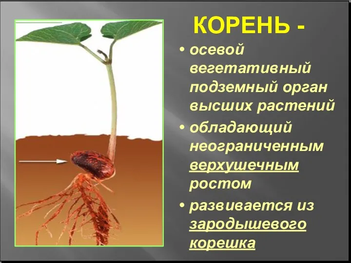 КОРЕНЬ - осевой вегетативный подземный орган высших растений обладающий неограниченным верхушечным ростом развивается из зародышевого корешка