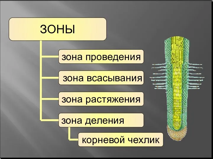 ЗОНЫ зона проведения зона всасывания зона растяжения зона деления корневой чехлик