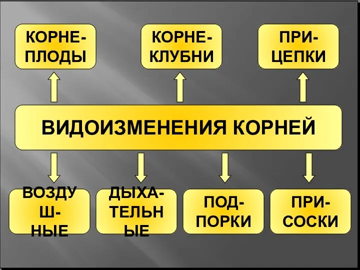 ВИДОИЗМЕНЕНИЯ КОРНЕЙ КОРНЕ- ПЛОДЫ КОРНЕ- КЛУБНИ ВОЗДУШ- НЫЕ ПРИ- ЦЕПКИ ДЫХА- ТЕЛЬНЫЕ ПРИ- СОСКИ ПОД- ПОРКИ