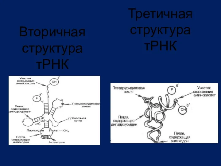 Вторичная структура тРНК Третичная структура тРНК