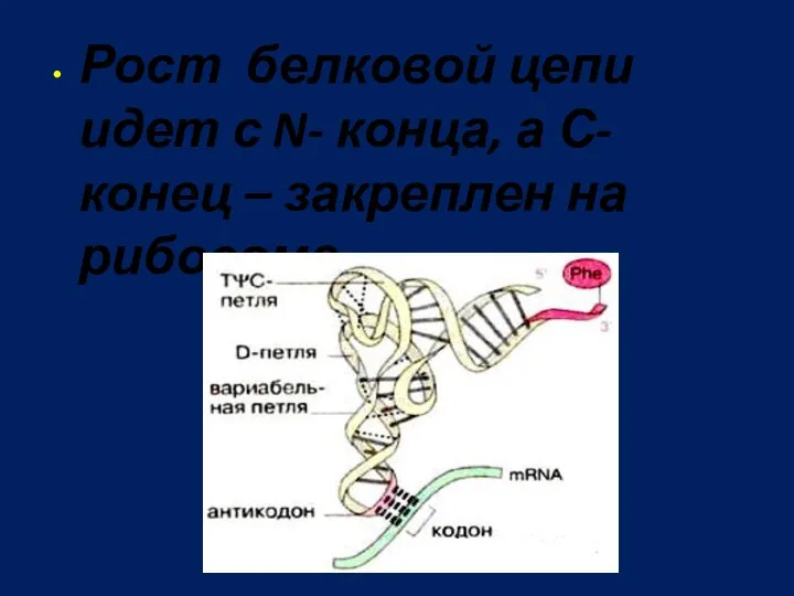 Рост белковой цепи идет с N- конца, а С-конец – закреплен на рибосоме