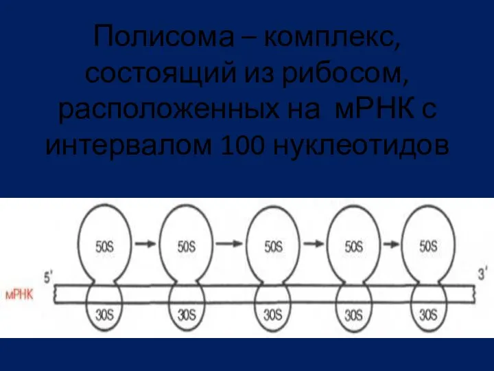 Полисома – комплекс, состоящий из рибосом, расположенных на мРНК с интервалом 100 нуклеотидов