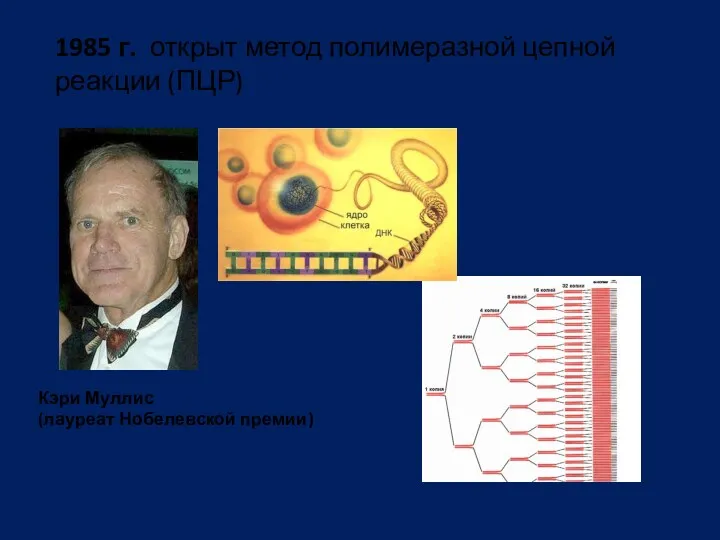 1985 г. открыт метод полимеразной цепной реакции (ПЦР) Кэри Муллис (лауреат Нобелевской премии)