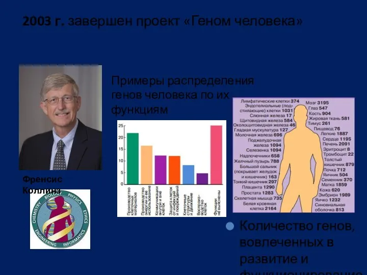 2003 г. завершен проект «Геном человека» Примеры распределения генов человека