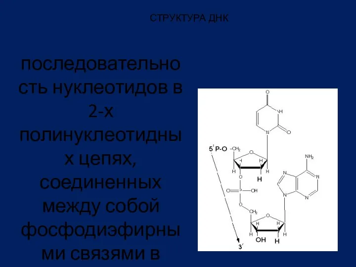 СТРУКТУРА ДНК последовательность нуклеотидов в 2-х полинуклеотидных цепях, соединенных между собой фосфодиэфирными связями в 3'-5'- направлении