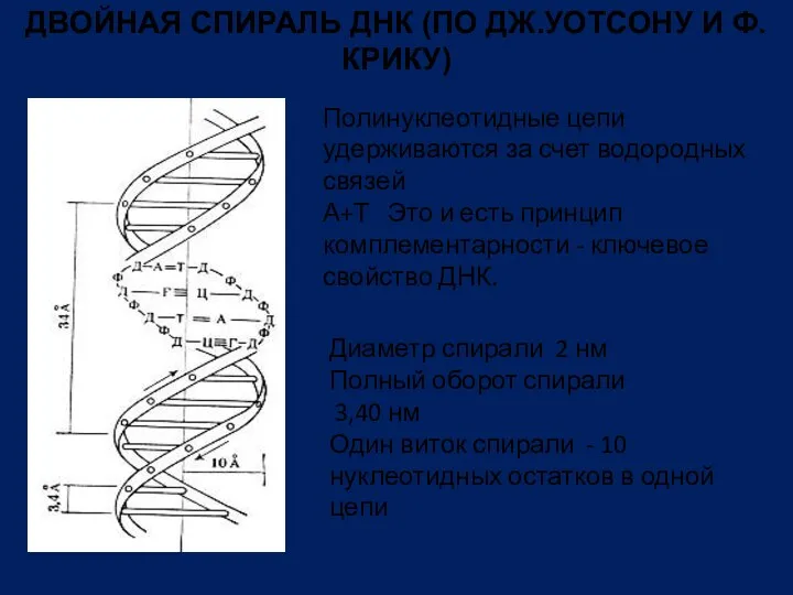 ДВОЙНАЯ СПИРАЛЬ ДНК (ПО ДЖ.УОТСОНУ И Ф. КРИКУ) Полинуклеотидные цепи удерживаются за счет