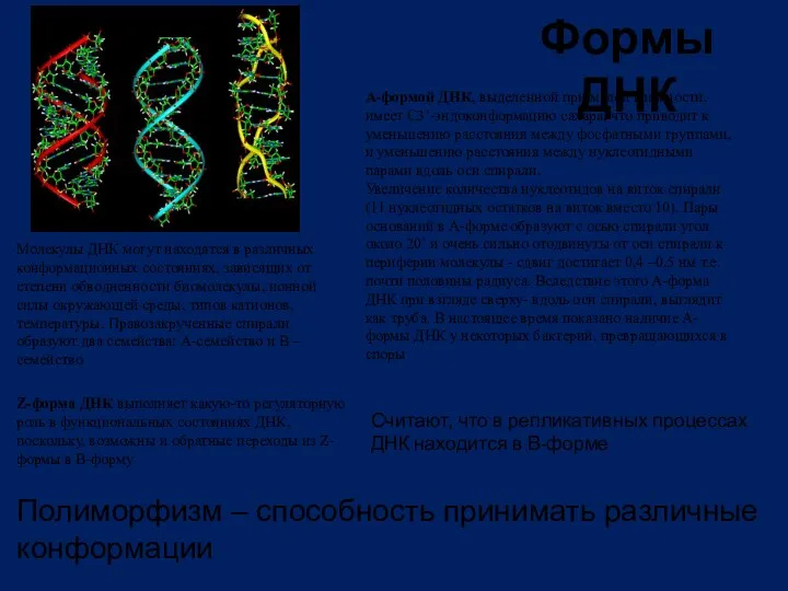 Формы ДНК А-ДНК В-ДНК Z-ДНК Молекулы ДНК могут находятся в различных конформационных состояниях,