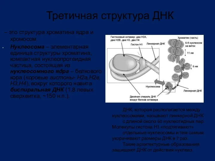 – это структура хроматина ядра и хромосом. Нуклеосома – элементарная