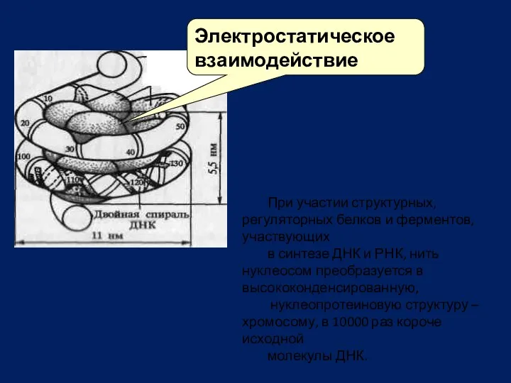 Электростатическое взаимодействие При участии структурных, регуляторных белков и ферментов, участвующих