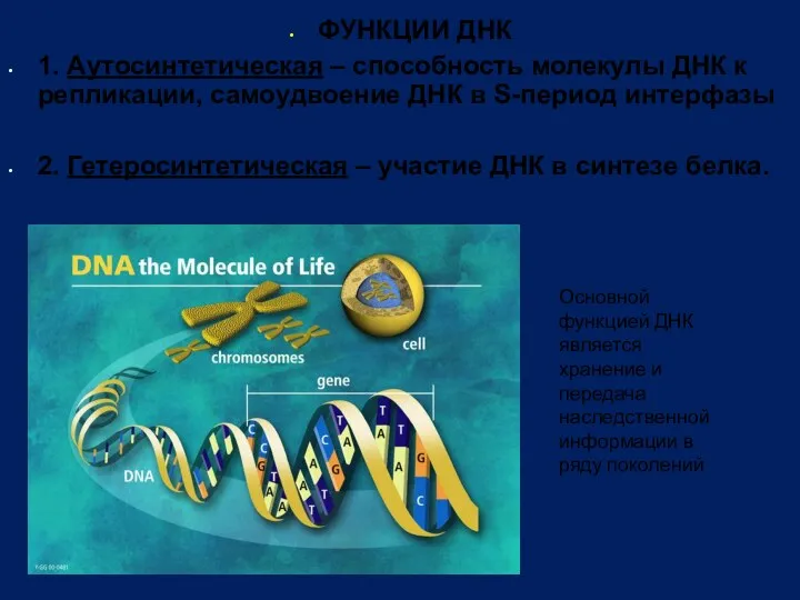 ФУНКЦИИ ДНК 1. Аутосинтетическая – способность молекулы ДНК к репликации,