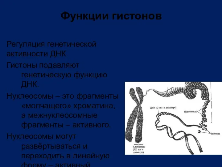 Регуляция генетической активности ДНК Гистоны подавляют генетическую функцию ДНК. Нуклеосомы