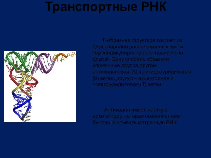 Транспортные РНК Г-образная структура состоит из двух спиралей расположенных почти перпендикулярно одна относительно