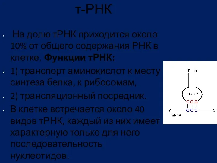 т-РНК На долю тРНК приходится около 10% от общего содержания