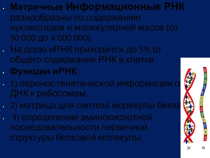 Матричные Информационные РНК разнообразны по содержанию нуклеотидов и молекулярной массе