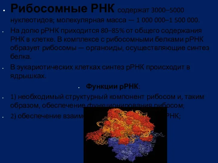 Рибосомные РНК содержат 3000–5000 нуклеотидов; молекулярная масса — 1 000