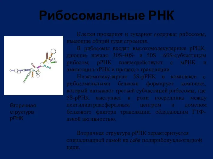 Рибосомальные РНК Клетки прокариот и эукариот содержат рибосомы, имеющие общий