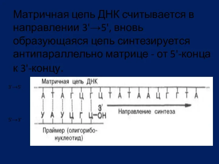 Матричная цепь ДНК считывается в направлении 3'→5', вновь образующаяся цепь