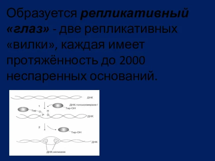 Образуется репликативный «глаз» - две репликативных «вилки», каждая имеет протяжённость до 2000 неспаренных оснований.