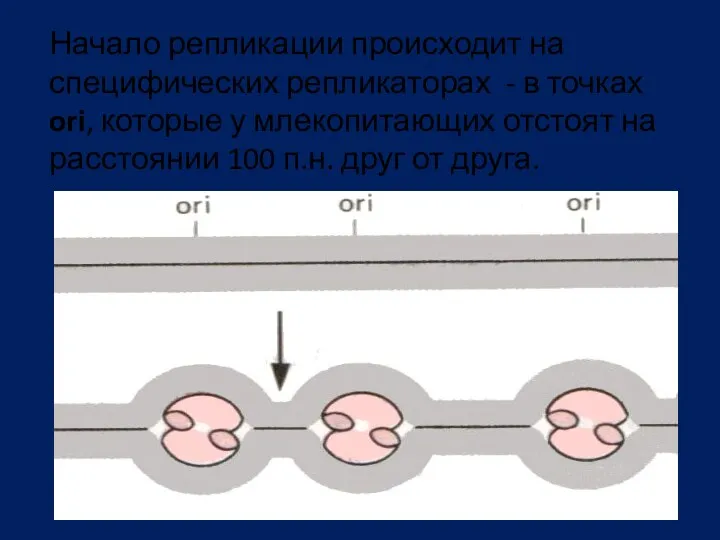 Начало репликации происходит на специфических репликаторах - в точках ori,