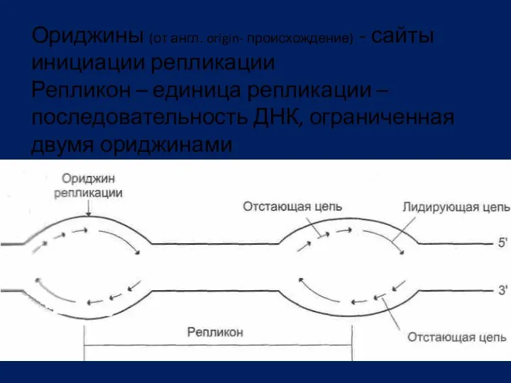 Ориджины (от англ. origin- происхождение) - сайты инициации репликации Репликон